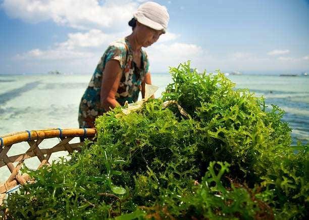 Kabar Gembira! Rumput Laut Bisa Jadi Sumber Keuntungan Baru Indonesia